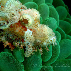 Bubble Spa - Scorpion Fish Taken at Cathedral dive site i... by Arthur Castillo 